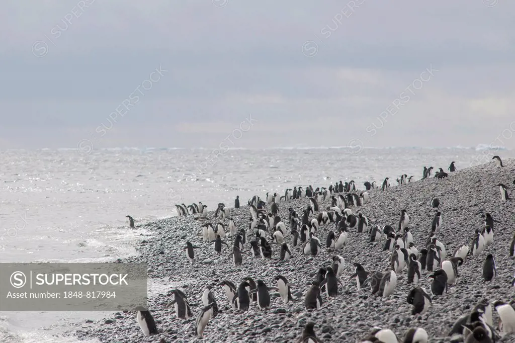 Adélie Penguins (Pygoscelis adeliae), colony, Paulet Island, Antarctic Peninsula, Antarctica