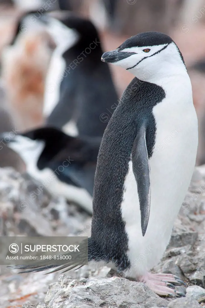 Chinstrap Penguin (Pygoscelis antarcticus), Hannah Point, Livingston Island, Antarctica
