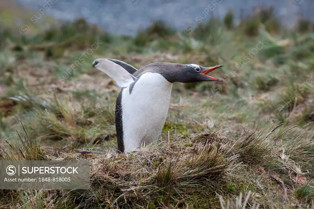 Gentoo Penguin (Pygoscelis papua), Grytviken, South Georgia and the South Sandwich Islands, United Kingdom