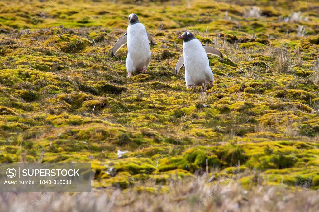 Gentoo Penguins (Pygoscelis papua), Godthul, South Georgia and the South Sandwich Islands, United Kingdom