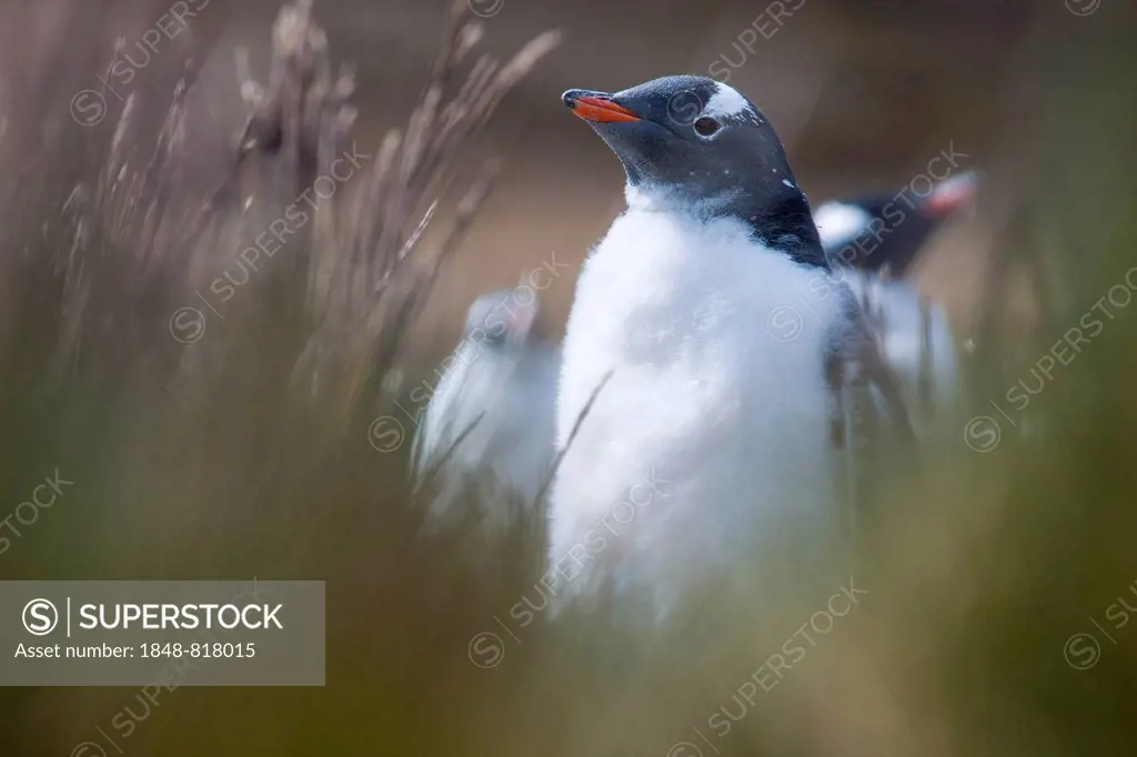 Gentoo Penguin (Pygoscelis papua), juvenile, Godthul, South Georgia and the South Sandwich Islands, United Kingdom