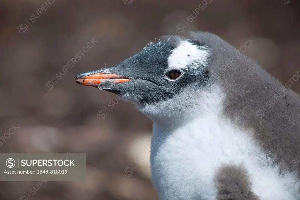 Gentoo Penguin (Pygoscelis papua), young, Godthul, South Georgia and the South Sandwich Islands, United Kingdom