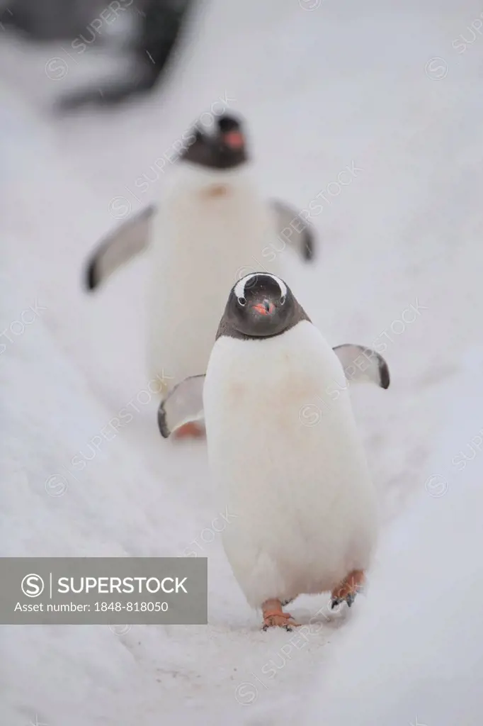 Gentoo penguins (Pygoscelis papua), Walker Bay, Livingston Island, South Shetland Islands, Antarctica
