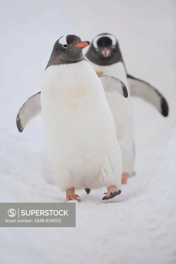 Gentoo penguins (Pygoscelis papua), Walker Bay, Livingston Island, South Shetland Islands, Antarctica