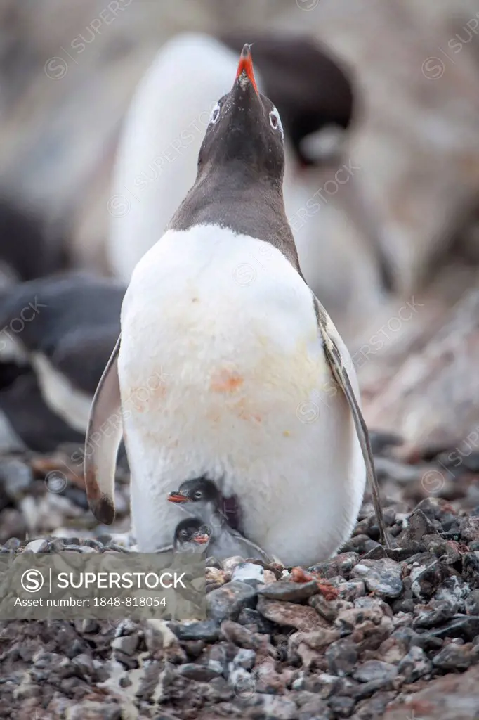 Gentoo Penguin (Pygoscelis papua) and chick at the nest, Hannah Point, Livingston Island, South Shetland Islands, Antarctica