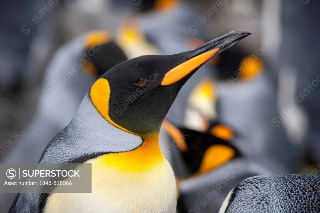 King Penguin (Aptenodytes patagonicus), Salisbury Plain, South Georgia and the South Sandwich Islands, United Kingdom