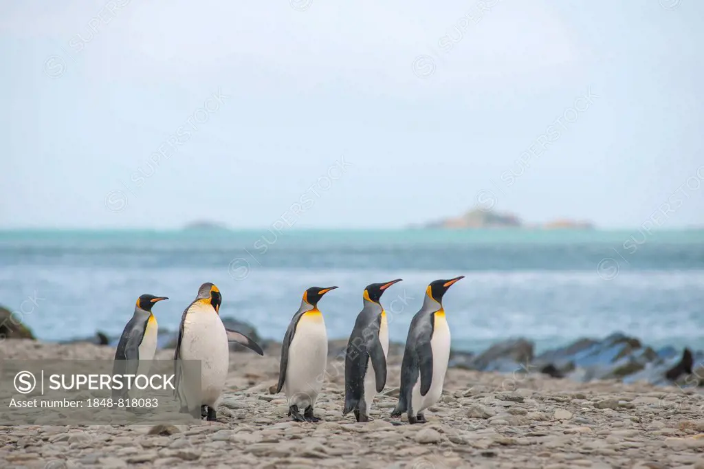 King Penguins (Aptenodytes patagonicus), Gold Harbour, South Georgia and the South Sandwich Islands, British overseas territory