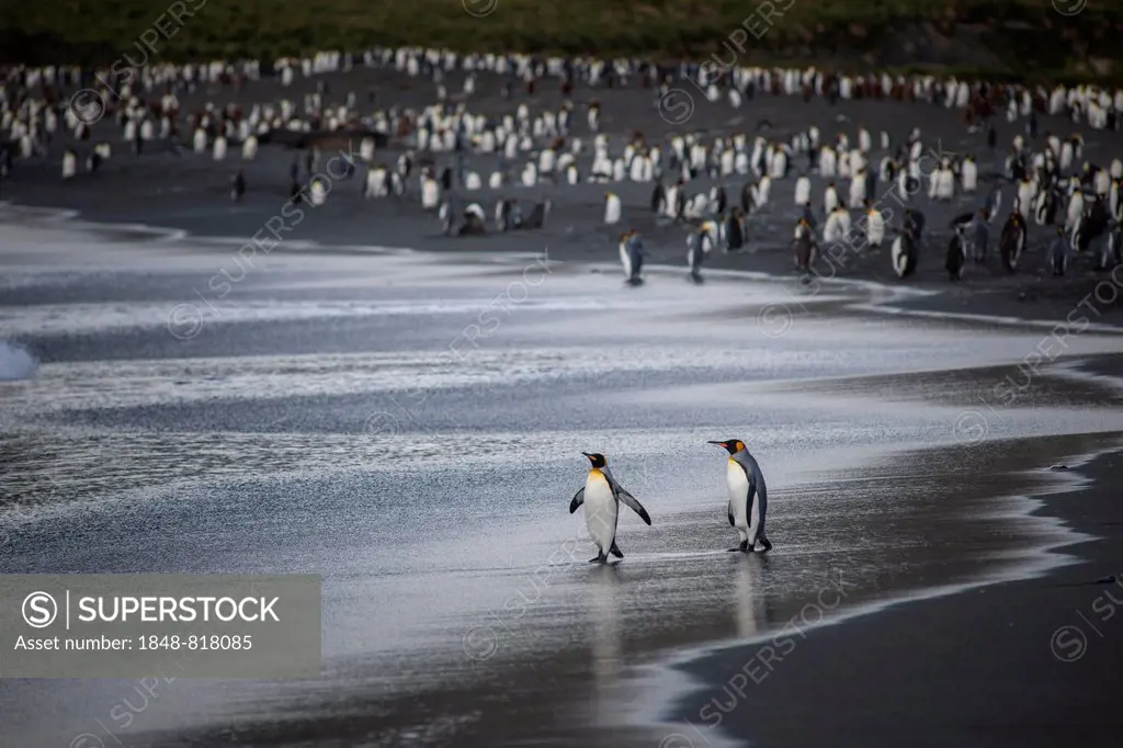 A colony of King Penguins (Aptenodytes patagonicus), Gold Harbour, South Georgia and the South Sandwich Islands, British overseas territory