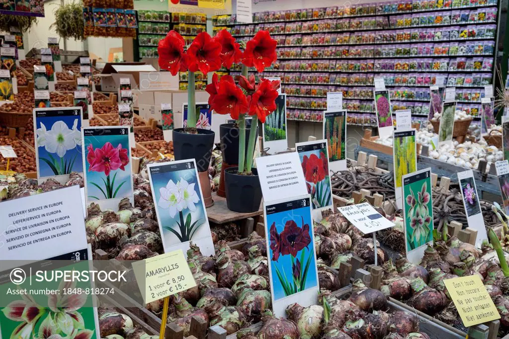 Flower bulbs at the flower market, Amsterdam, North Holland province, Netherlands