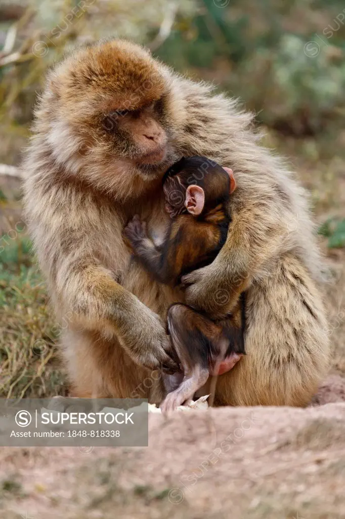 Barbary Macaques (Macaca sylvanus), adult with young, at the Zoo, Thuringia, Germany