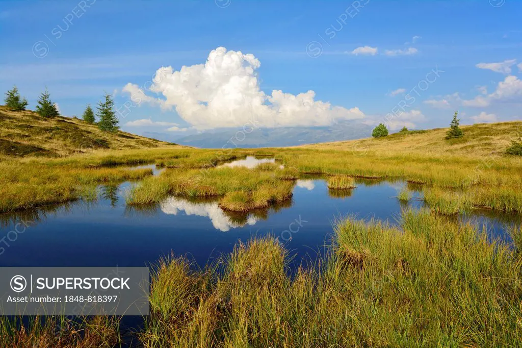 Wetlands at Melchboden, Zillertal Valley, Tux Alps or Tux Prealps, Tyrol, Austria