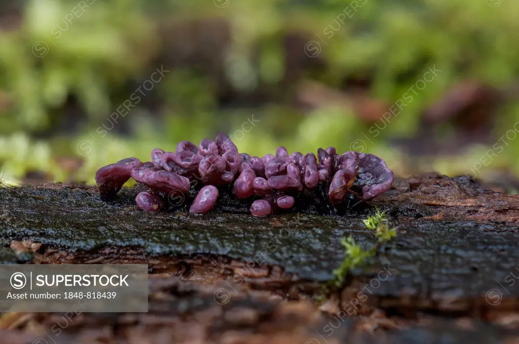 Purple Jellydisc (Ascocoryne sarcoides), fruiting bodies, Hesse, Germany