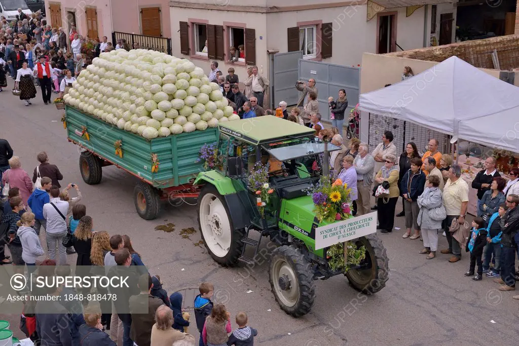 Tractor loaded with cabbages during the Fête de la choucroute Sauerkraut Festival, Krautergersheim, Département Bas-Rhin, Alsace, France