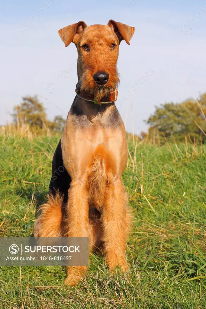 Airedale Terrier, 2 years, sitting on grass, North Rhine-Westphalia, Germany