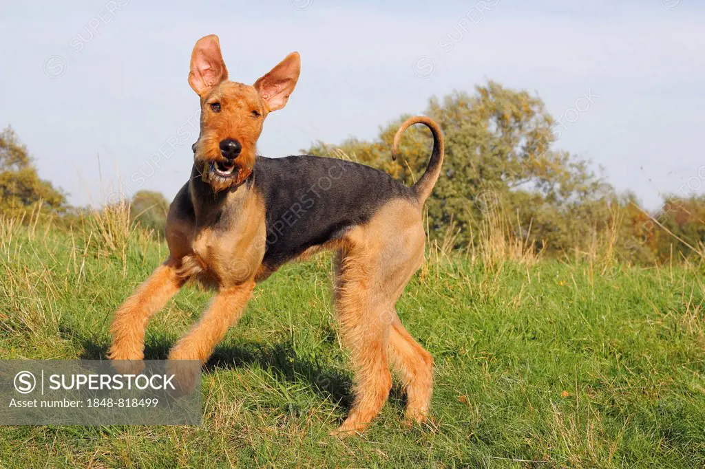 Airedale Terrier, running on grass, North Rhine-Westphalia, Germany