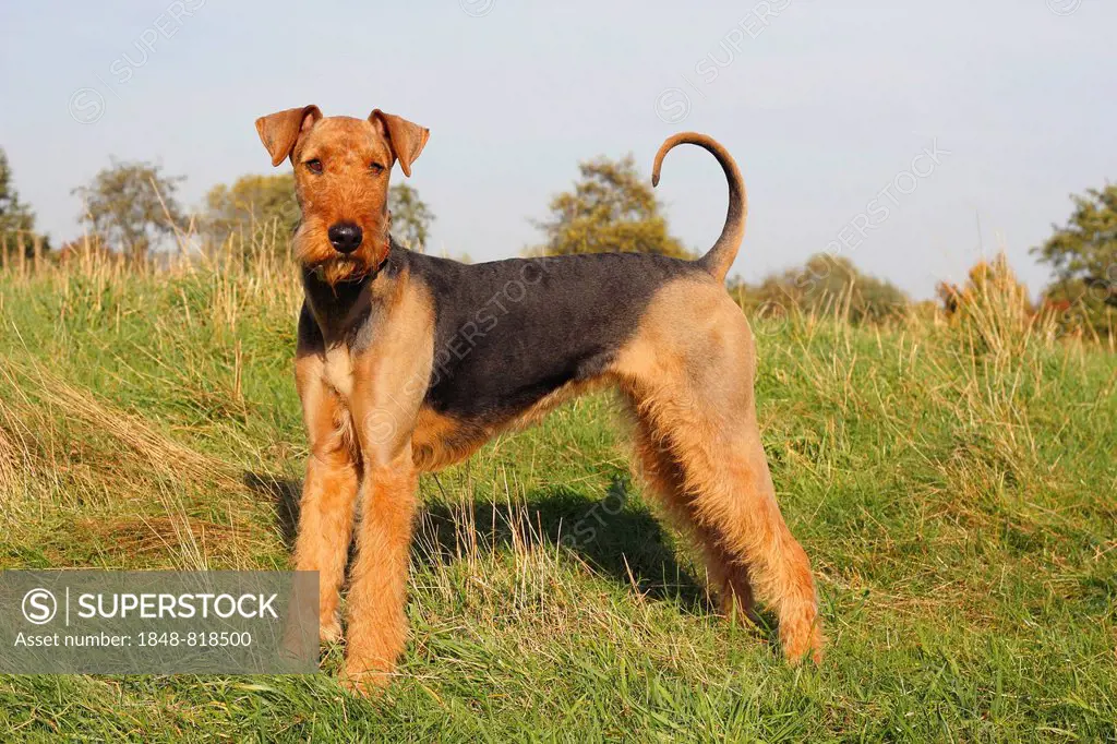 Airedale terrier, female, bitch, standing on grass, North Rhine-Westphalia, Germany