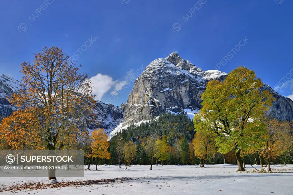 Sycamore Maple (Acer pseudoplatanus), Karwendel Mountains at back, Großer Ahornboden, alp pastures with maple trees, Tyrol, Austria
