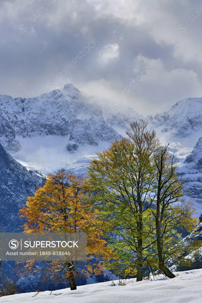 Sycamore Maple (Acer pseudoplatanus), Karwendel Mountains at back, Großer Ahornboden, alp pastures with maple trees, Tyrol, Austria