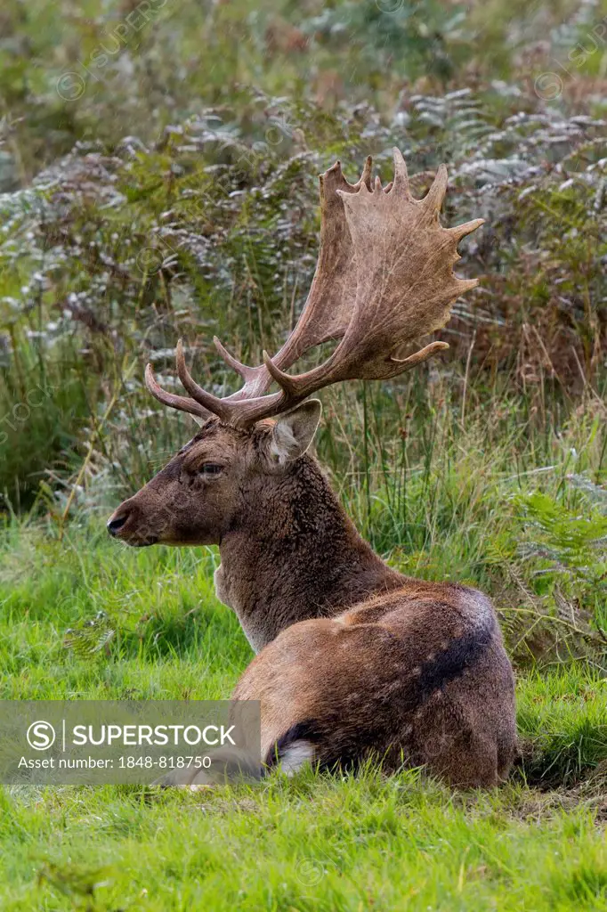 Fallow Deer (Dama dama), buck laying down in grass pasture, Wales, United Kingdom, Europe