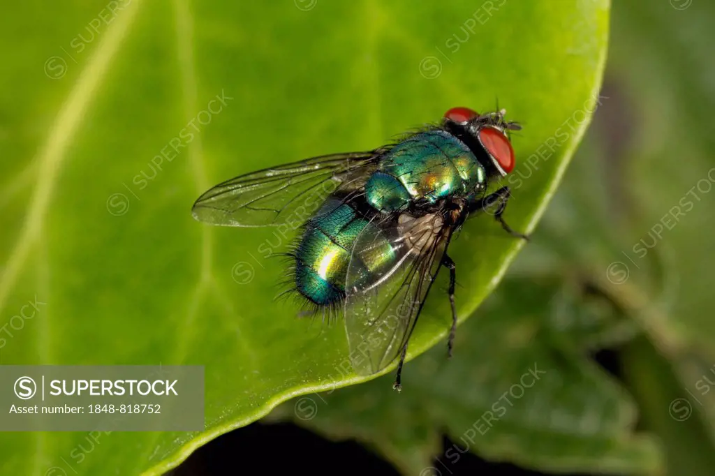 Bluebottle fly (Calliphora vomitoria), Wales, United Kingdom