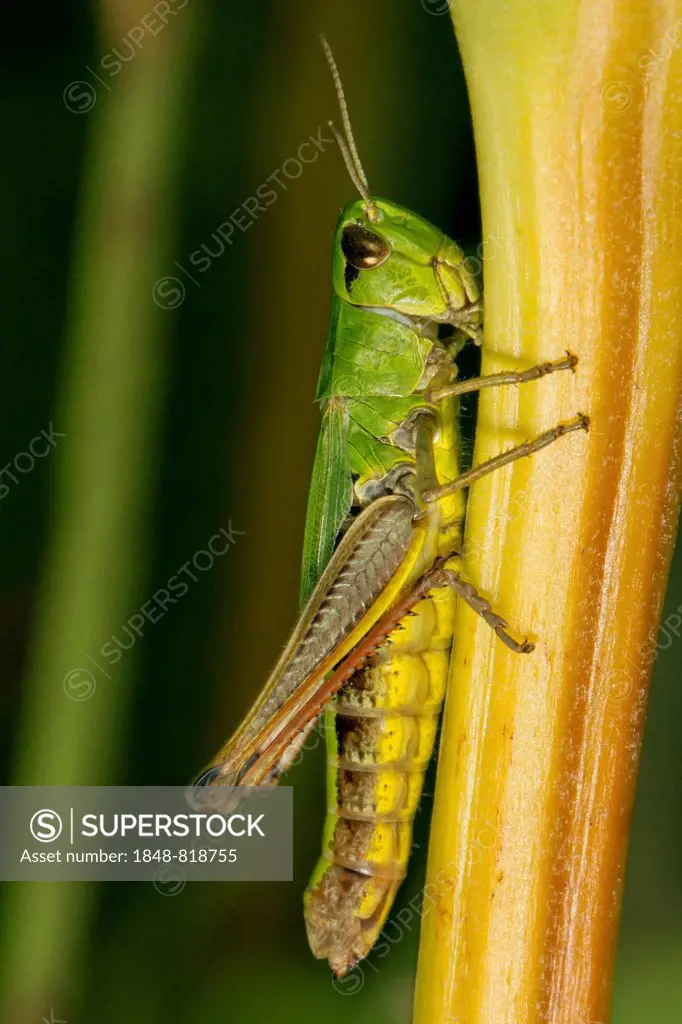 Meadow Grasshopper (Chorthippus parallelus), on plant stem, Wales, United Kingdom