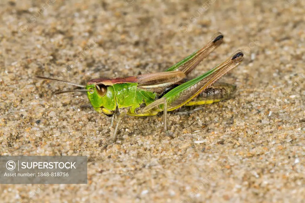 Meadow Grasshopper (Chorthippus parallelus), basking on sand, Wales, United Kingdom