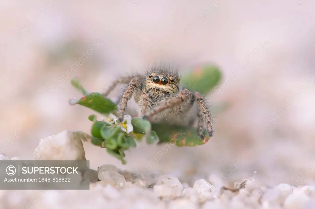 Gold eyes jumping spider (Philaeus chrysops), female, Brandenburg, Germany