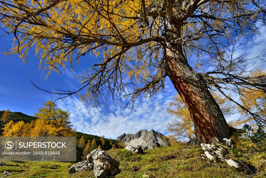 Larch forest (Larix decidua), Mt Mondscheinspitze, Karwendel Mountains, Tyrol, Austria