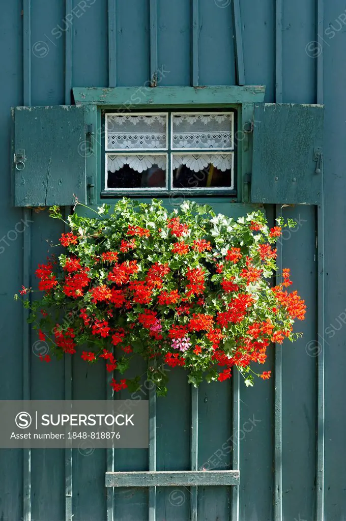 Window with shutters and flower box with geraniums (Pelargonium sp.) on petrol-coloured wooden hut, Lake Starnberg, Starnberg, Upper Bavaria, Bavaria,...