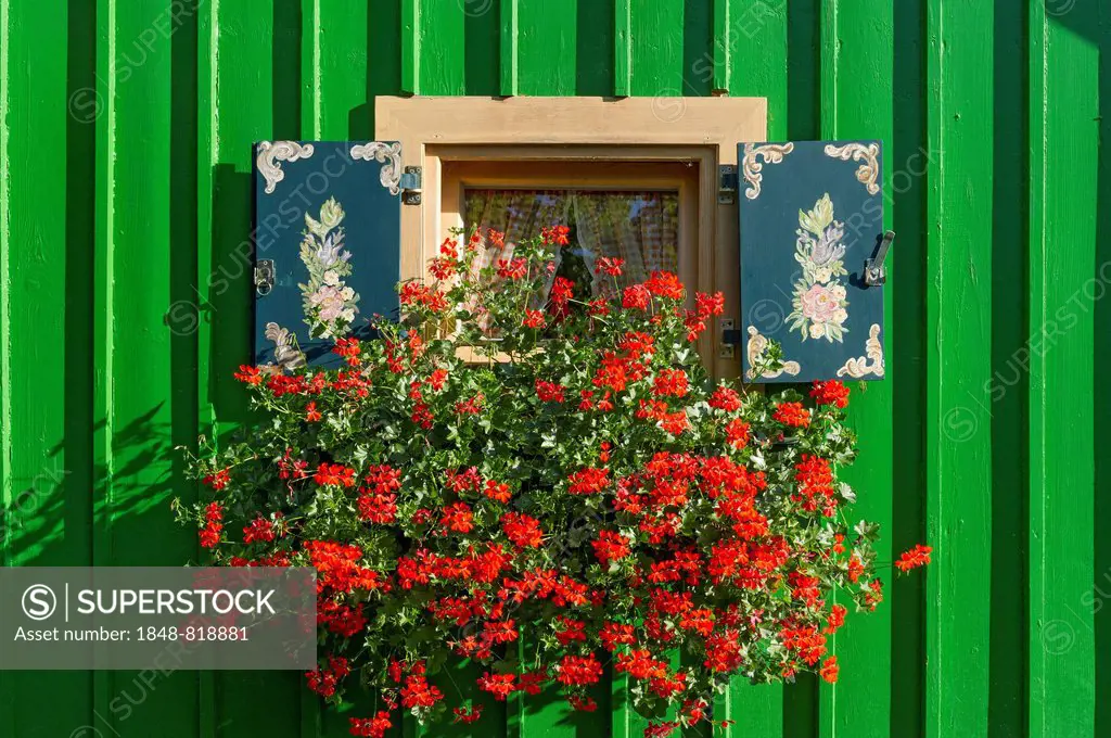 Window with painted shutters and flower box with geraniums (Pelargonium spec.) on green wooden hut, Lake Starnberg, Starnberg, Upper Bavaria, Bavaria,...