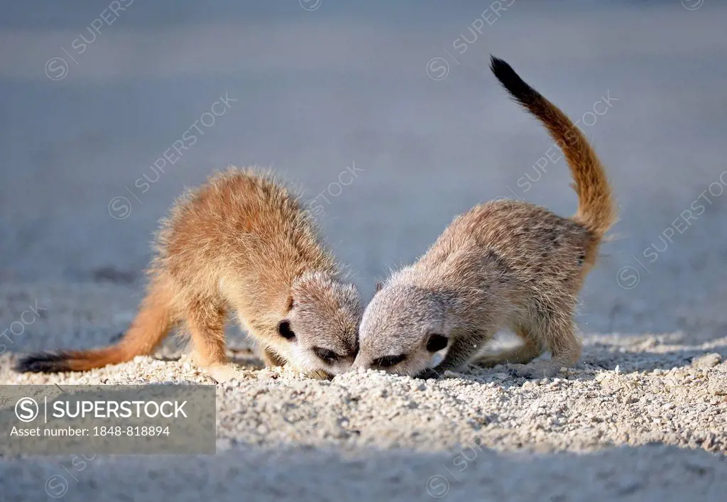 Meerkats (Suricata suricatta), pups playing, native to Africa, captive, Baden-Württemberg, Germany