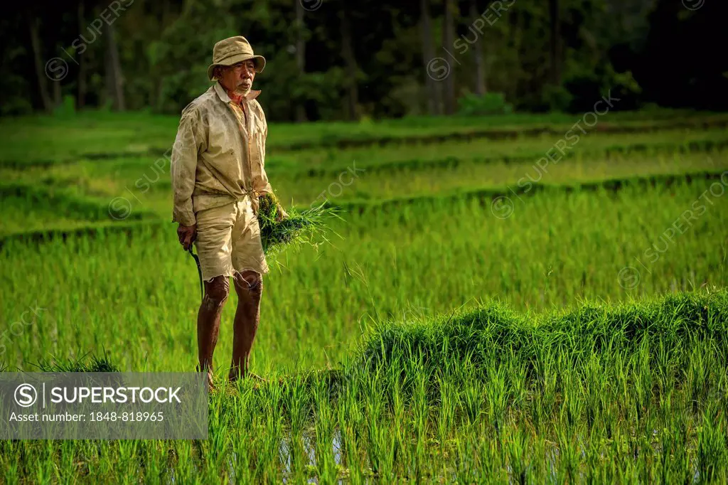 Farmer checking his rice, Ubud region, Bali, Indonesia