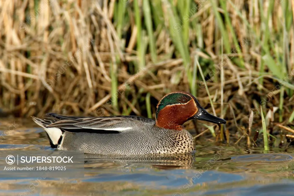 Common Teal (Anas crecca), drake, Strohauser Plate river island, Lower Saxony, Germany