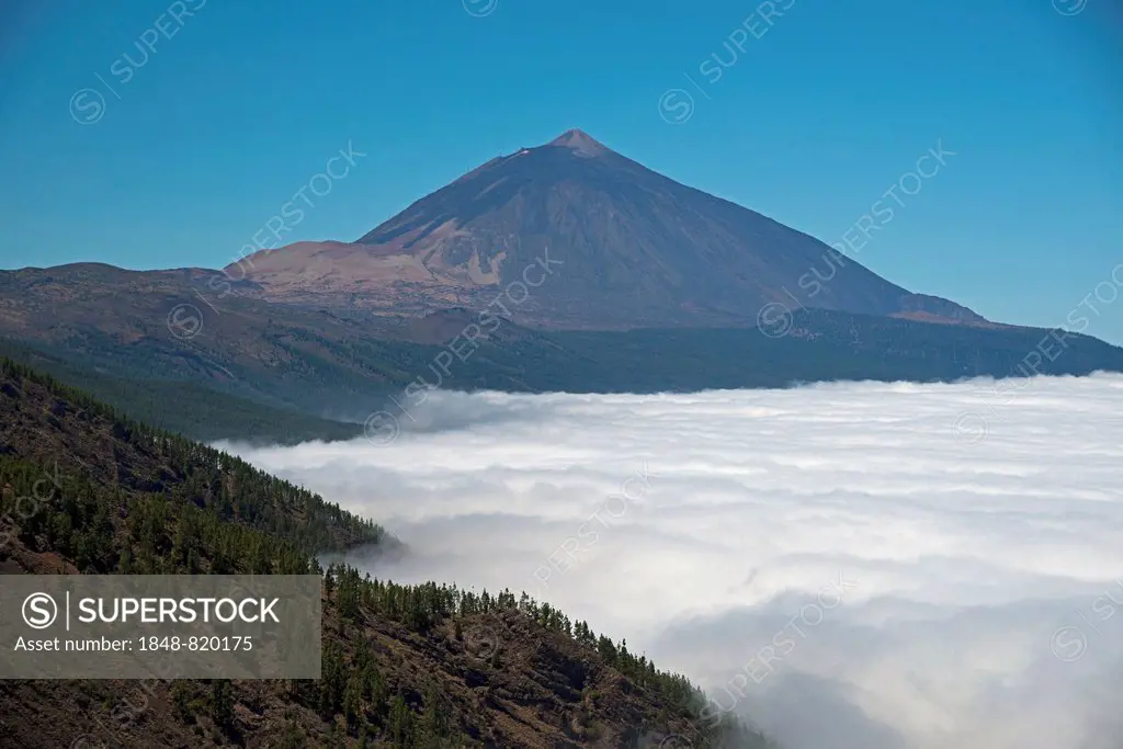 Pine forest, Canary Island Pine (Pinus canariensis), trade winds, the volcano Pico del Teide, 3718m, at back, Teide National Park, UNESCO World Herita...