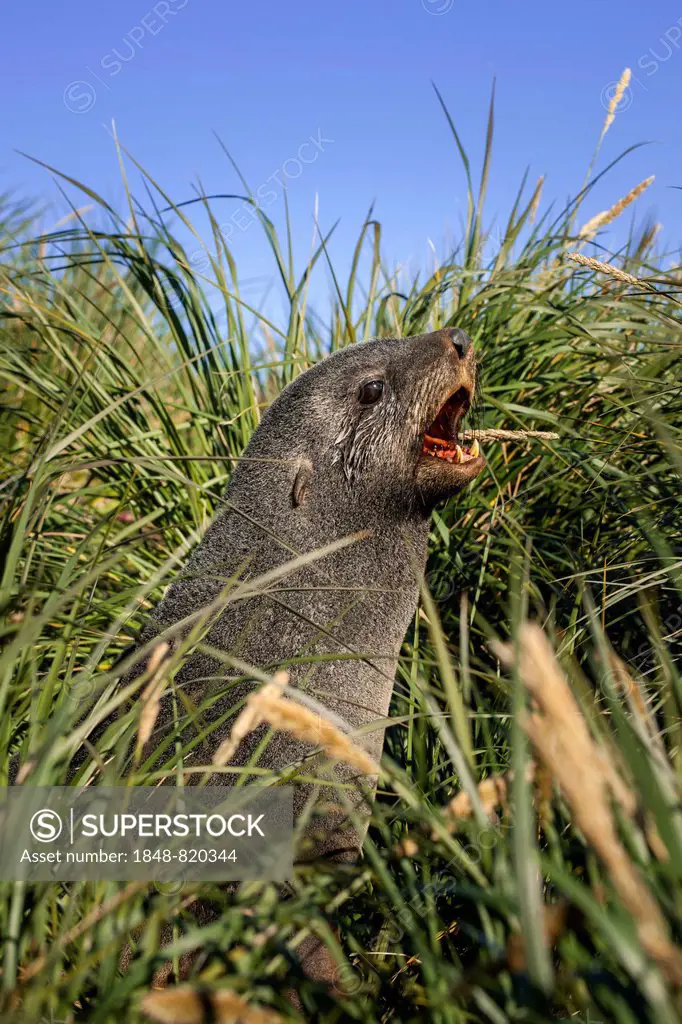 Antarctic Fur Seal (Arctocephalus gazella) in high tussock grass, Salisbury Plain, South Georgia and the South Sandwich Islands, United Kingdom