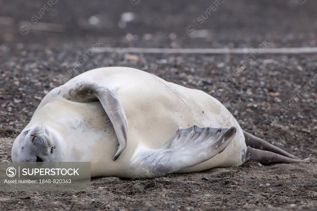 Crabeater Seal (Lobodon carcinophagus) resting on the beach, Deception Island, Antarctic Peninsula