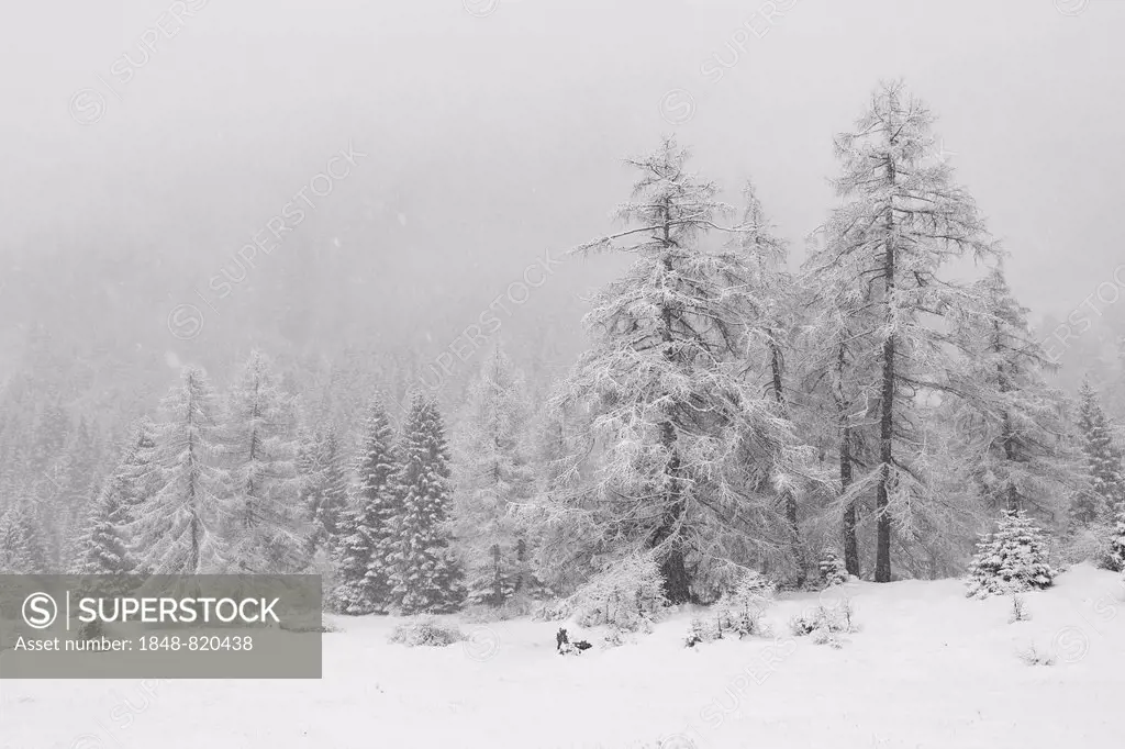 Snow-covered trees, Obernberg, Gries, Tyrol, Austria