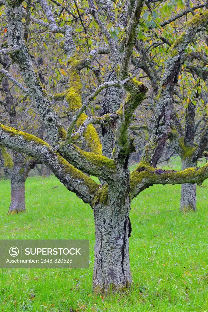 Old cherry trees in autumn, Baden-Württemberg, Germany