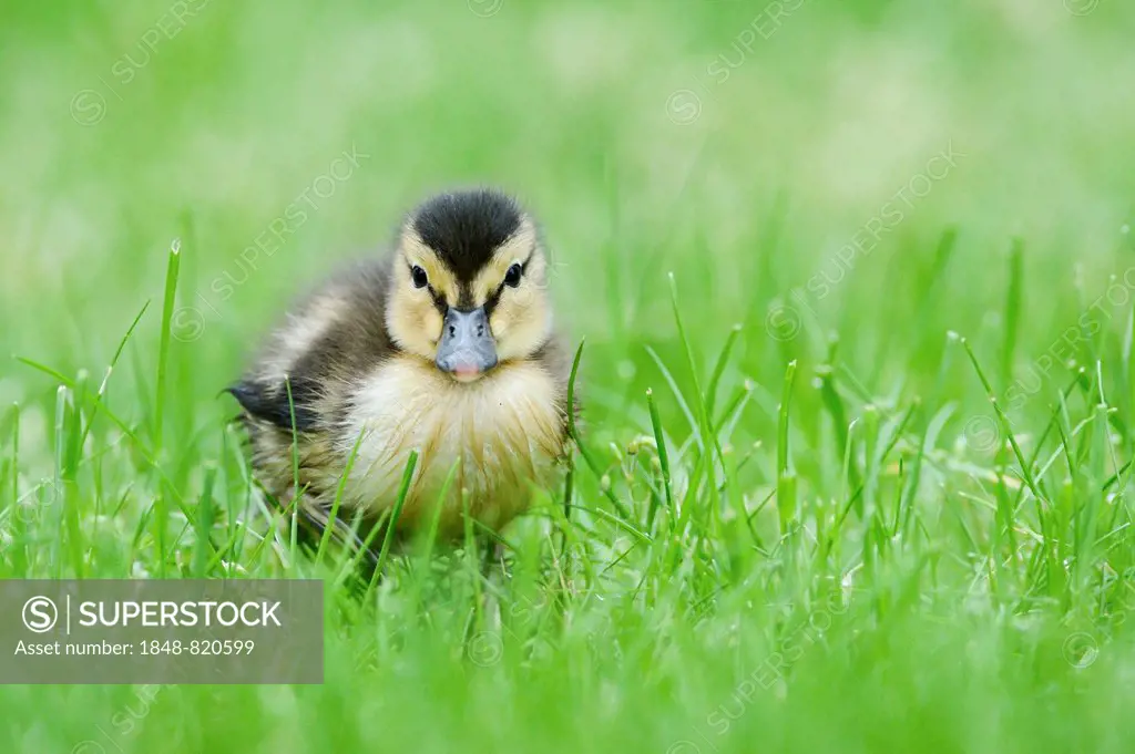 Mallard (Anas platyrhynchos), duckling in damp grass, Hamburg, Germany