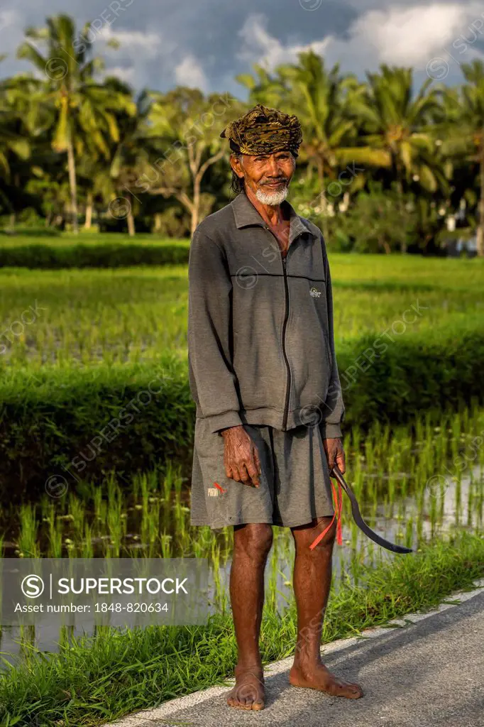 Elderly rice farmer wearing a head scarf, Ubud district, Bali, Indonesia