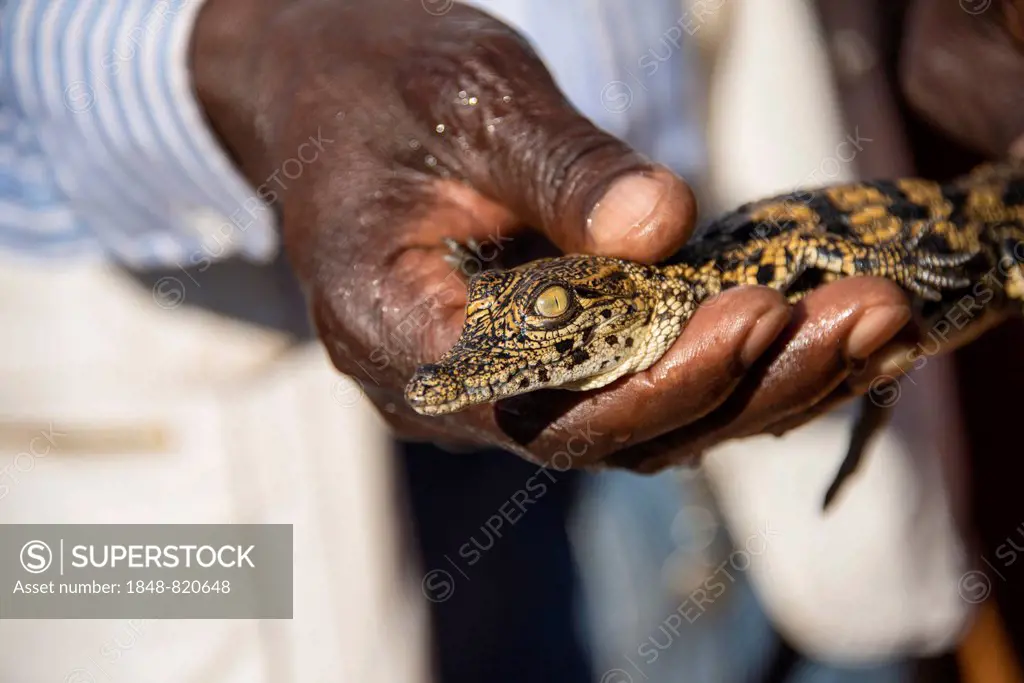 Hand holding a young Nile Crocodile (Crocodylus niloticus), Crocodile Farm, Otjiwarongo, Namibia