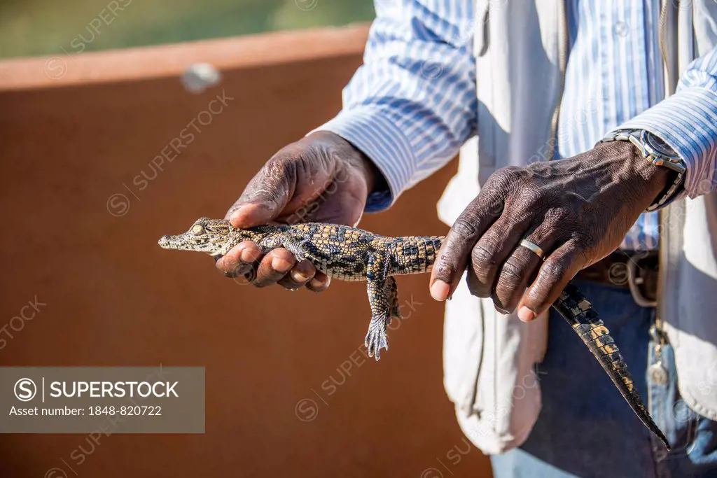 Hands holding young Nile Crocodile (Crocodylus niloticus), crocodile farm, Otjiwarongo, Namibia