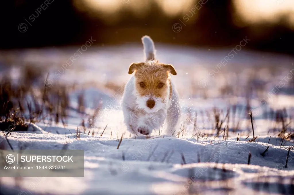 Young Jack Russell Terrier bitch walking over a snow-covered field in the morning light, Döberitzer Heide, Wustermark, Brandenburg, Germany