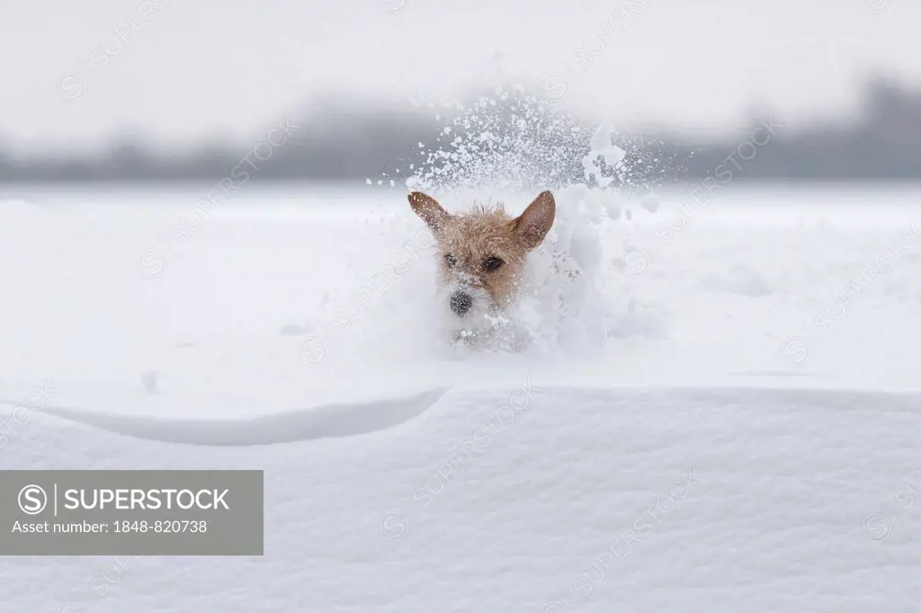 Young Jack Russell Terrier bitch running across a field and sinking into the deep snow, Döberitzer Heath, Wustermark, Brandenburg, Germany