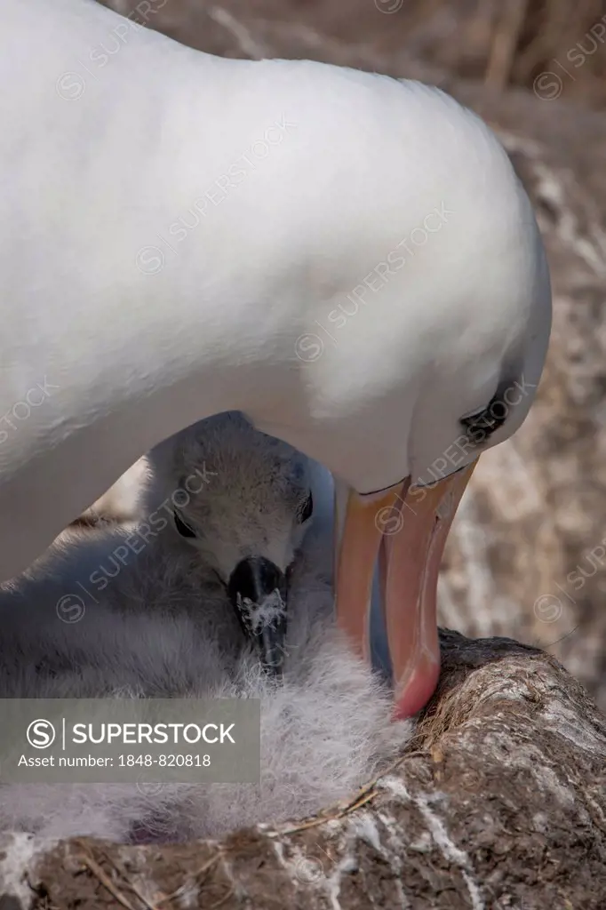 Black-browed Albatross or Black-browed Mollymawk (Thalassarche melanophris), adult with a chick in a nest, West Point Island, Falkland Islands, United...