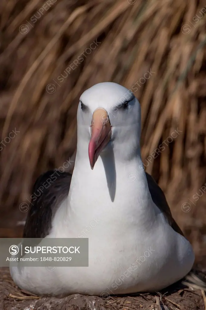 Black-browed Albatross or Black-browed Mollymawk (Thalassarche melanophris), West Point Island, Falkland Islands, United Kingdom