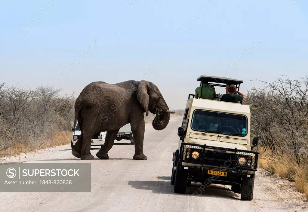 African Elephant (Loxodonta africana), bull elephant crossing a road, Etosha National Park, Namibia