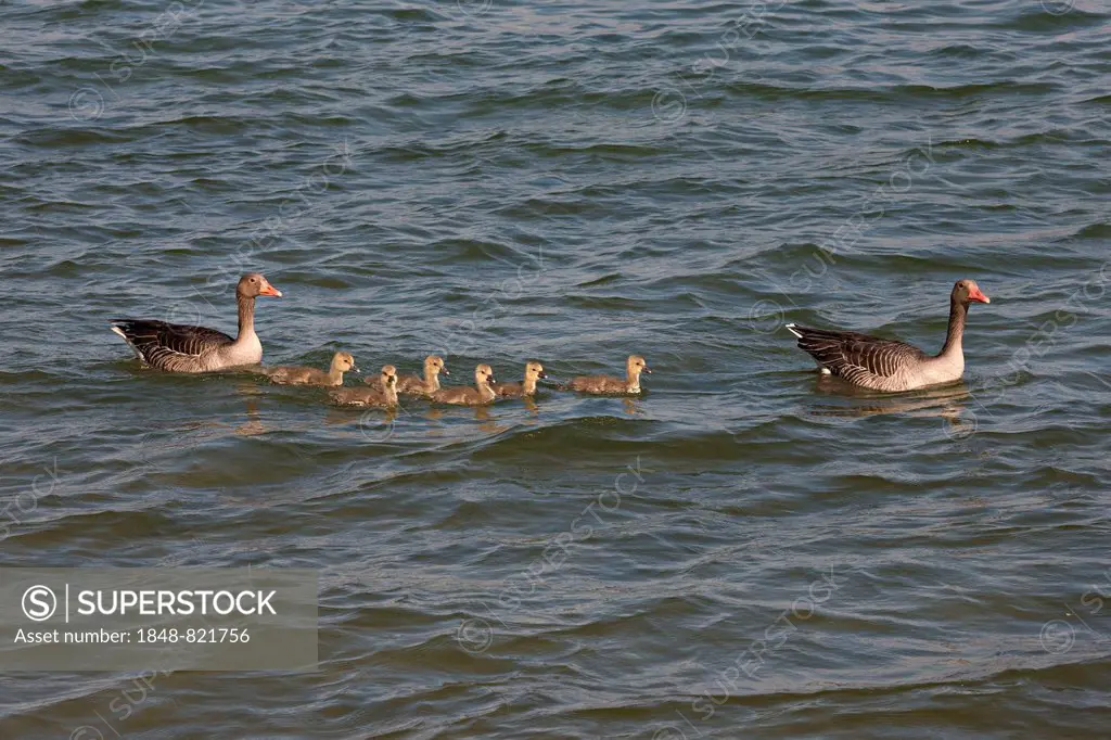 Grey Geese (Anser anser) with chicks, Lake Chiemsee, Upper Bavaria, Germany