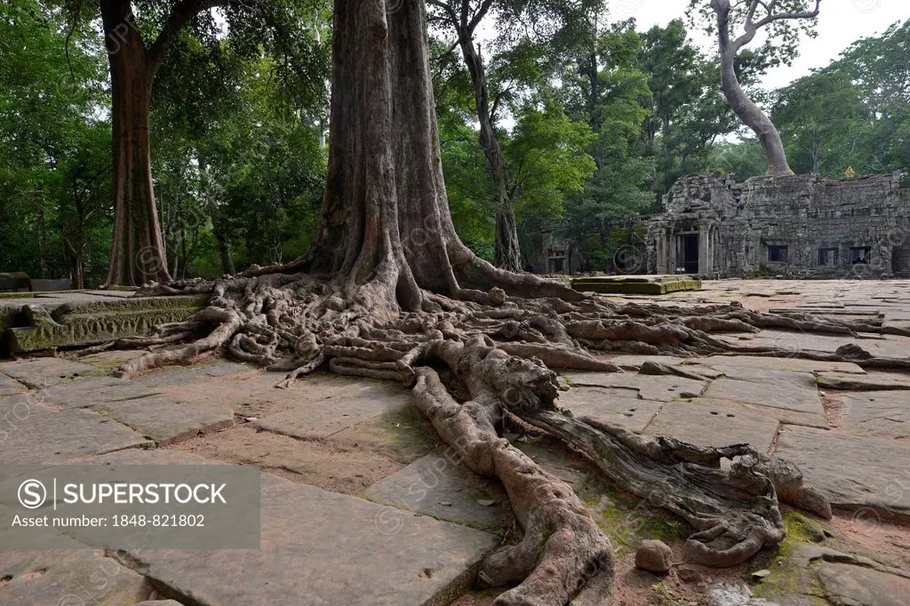 Ta Prohm temple complex overgrown with strangler fig(Ficus virens), Ta Prohm, Angkor region, Siem Reap, Cambodia