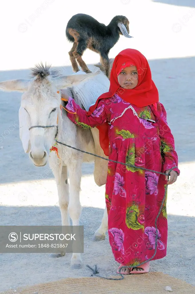 A young Bedouin girl with a goatling standing on the back of a donkey, Hurghada, Egypt